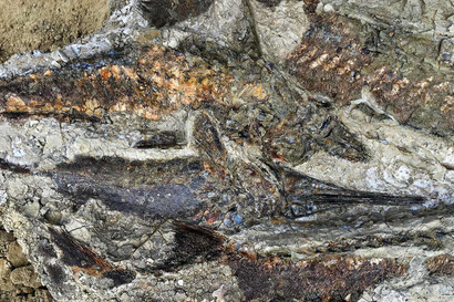 A fossil graveyard reportedly tells the story of the death of dinosaurs.
