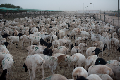 Some of nearly a million goats and sheep wait at the Berbera port in Somaliland on August 16, 2016 before being shipped to Saudi Arabia for the Hajj.