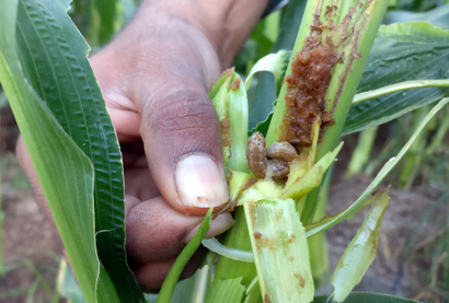 Armyworms are in China
