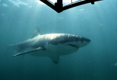 a great white shark, the new suspect in the megalodon's extinction
