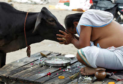 India-Politics-Cow