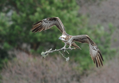 A female Osprey carries a tree branch to her nest at Loch of the Lowes Wildlife Reserve, Perthshire, Scotland.