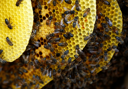 Bees are seen on honeycombs inside a beehive