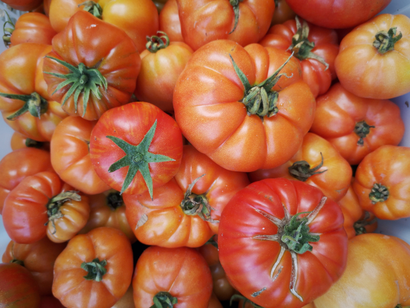 Heirloom tomatoes grown by Mapopo Community Farm in Hong Kong.