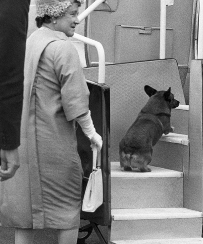 Queen Elizabeth and the royal family’s pet Corgi terrier board a plane at London on August 3, 1961 for a flight to her castle of Mey and a holiday in the country