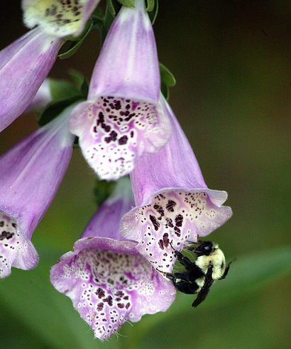 An image of purple foxglove with a bee pollinating it.