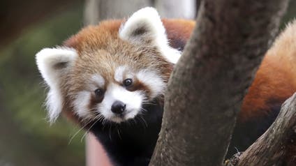 Red panda cub Zeya looks up from a perch in a temporary outdoor enclosure she shares with her twin sister and mother during a media preview of the animals at the Woodland Park Zoo Wednesday, Nov. 14, 2018, in Seattle. The five-month-old cubs are expected to make their public debut to zoo visitors November 23. The cubs are the first successful birth of red pandas at the zoo in 29 years and are among five red pandas now there. Fewer than 10,000 red pandas remain in their native habitat of bamboo forests in China, the Himalayas and Myanmar.
