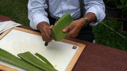 A man holds a knife to slice an aloe vera leaf to extract its gel