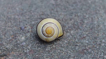 The shell of a common garden snail, also known as a sand hill snail