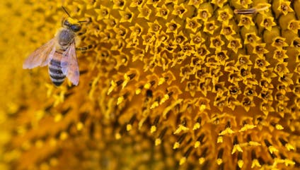 A bee collects nectar from a sunflower.