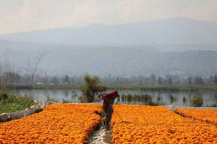 Se muestra a una persona trabajando en un campo de caléndulas de color naranja brillante con montañas en la distancia.