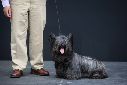 Bebe, a Skye Terrier, is displayed by its owner during the Westminster Kennel Club Dog Show Press Preview.