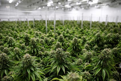 Chemdawg marijuana plants grow at a facility in Smiths Falls, Ontario in October 2019
