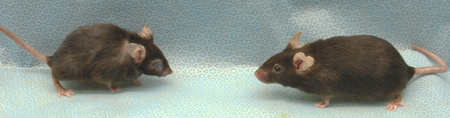 These two mice are siblings, born in the same litter. (Their age is equivalent to 70 human years.) But the mouse on the right had its senescent cells regularly cleared, while the—much more sickly—one on the left did not.