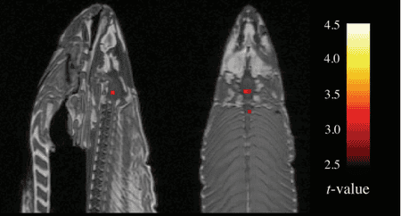 A dead salmon scanned using fMRI by Dartmouth College researchers. T-value is a measure of probability that the brain activity detected is down to chance (i.e. real or not).