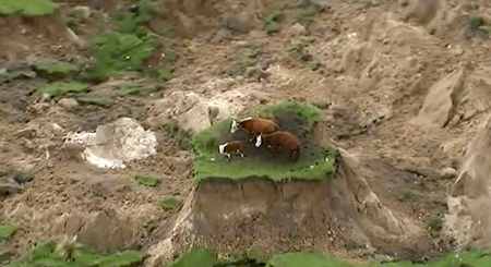 In this image made from video, three cows are stranded on an island of grass in a paddock that had been ripped apart following an earthquake near Kaikoura, New Zealand Monday, Nov. 14, 2016. A powerful earthquake that rocked New Zealand on Monday triggered landslides and a small tsunami, cracked apart roads and homes, but largely spared the country the devastation it saw five years ago when a deadly earthquake struck the same region.