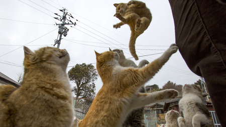 A cat jumps for food offered by a tourist (R) as other cats beg for food on Aoshima Island in Ehime prefecture in southern Japan February 25, 2015. An army of cats rules the remote island in southern Japan, curling up in abandoned houses or strutting about in a fishing village that is overrun with felines outnumbering humans six to one. Picture taken February 25, 2015. To match story JAPAN-CATS/ REUTERS/Thomas Peter