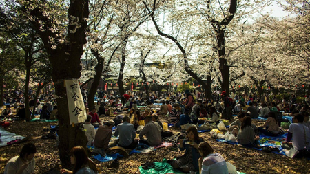 Residents picnic under cherry blossoms in Ueno Park in Tokyo.