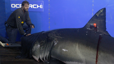 In this Sept. 13, 2012, photo, Captain Brett McBride places his hand on the snout of the crew&#039;s first specimen while scientists collect blood, tissue samples and attach tracking devices on the research vessel Ocearch off the coast of Chatham, Mass. Before release, the nearly 15-foot, 2,292-pound shark was named Genie for famed shark researcher Eugenie Clark. The Ocearch team baits the fish and leads them onto a lift, tagging and taking blood, tissue and semen samples up close from the world’s most feared predator. The real-time satellite tag tracks the shark each time its dorsal fin breaks the surface, plotting its location on a map. (AP Photo/Stephan Savoia