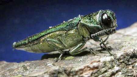 This undated file photo provided by the Minnesota Department of Natural Resources shows an adult emerald ash borer. The insect that could threaten one of South Dakota&#039;s most populous tree species moved even closer to the state in the past year. The emerald ash borer last year was found in Union County in southwestern Iowa, as well as in Boulder, Colo. South Dakota State University forestry expert John Ball said he thinks the Asian beetle will be found in South Dakota within five years. (AP Photo/Minnesota Department of Natural Resources