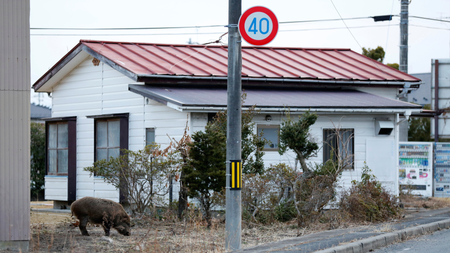 Wild boar in Namie, Japan.
