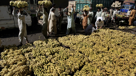 Pakistanis sort and carry bananas in a fruit and vegetable market to earn a living on the International Day for Eradication of Poverty in Lahore, Pakistan, Wednesday, Oct. 17, 2012. A majority of people in Pakistan live below the poverty line. (AP Photo/ K.M.Chaudary