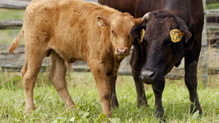 This Tuesday, June 28, 2011 photo shows a male Wagyu calf, left, standing with its mother at Meadows Farm in Cazenovia, N.Y. Kobe beef from the United States can&#039;t be called Kobe. Because of an import ban, Kobe-style or Wagyu beef is the closest most Americans can come to tasting the legendary meat. (AP Photo/Mike Groll