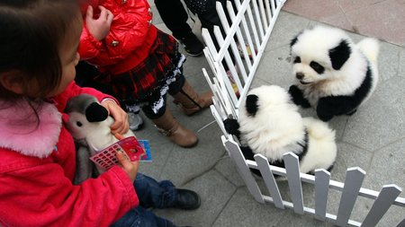Kids look at two chow chows which look like pandas with special make-up during a pet dog winter sports games in Chengdu city, southwest Chinas Sichuan province, 3 December 2011. Organized by the Chengdu Dog Breeding Association, the winter sports games attracted more than 100 local residents and their pet dogs.(Imaginechina via AP Images