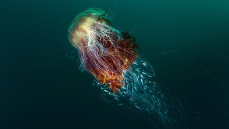 A Lion&#039;s mane jellyfish provides shelter to a small school of silver fish near Island of Hirta, Scotland.