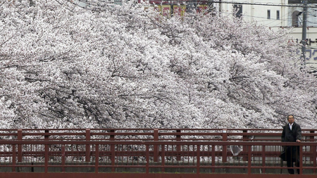A man views cherry blossoms in full bloom on a bridge over the Oka river in Yokohama