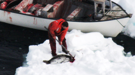 A sealer loads up a boat with harp seal carcasses from an ice pan off the west coast of Newfoundland, April 12, 2008. REUTERS/Humane Society of the United States/M. Glover