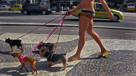 A man walking multiple dogs in Rio