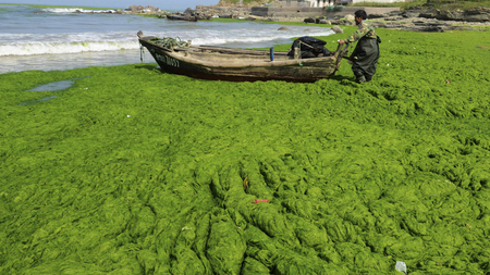 A fisherman pulls his boat across an algae-filled coastline in Qingdao, Shandong province June 9, 2013. Picture taken June 9, 2013. REUTERS/China Daily