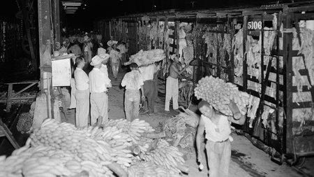 Banana loaders unload a car of bananas of the first shipment at the United Fruit Company docks for transfer to a waiting ship in Puerto Cortes, Honduras on Sept. 3, 1954. About 34,000 bunches made up the first shipment in over two months. In the foreground are bunches of bananas rejected for shipment because of over-ripeness. These will be given to workers for their consumption. (AP Photo