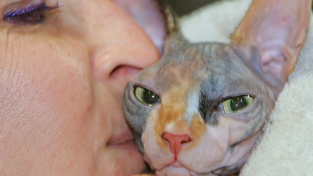 A seven-month Sphinx cat named Yvette receives a kiss from her owner during an international feline beauty contest in Brussels February 5, 2006. The contest took place with an exhibition of the cutest cats from all over Europe. REUTERS/Yves Herman