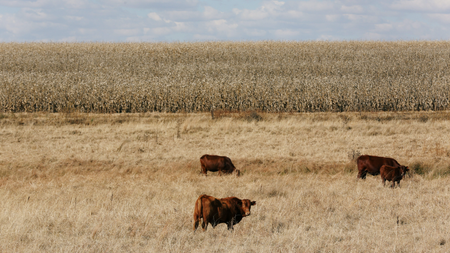 Cattle graze at a farm in Delmas, in Mpumalanga province, South Africa.