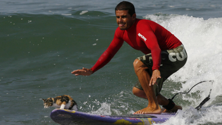 Peruvian surfer Domingo Pianezzi rides a wave accompanied by a cat named Nicolasa at the San Bartolo beach in Lima January 31, 2008. REUTERS/Pilar Olivares