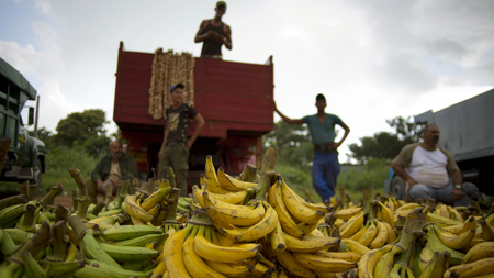 In this Sept. 30, 2013 photo, banana growers wait next to their truck for customers at the 114th Street Market on the outskirts of Havana, Cuba. &quot;Here it&#039;s always cheaper than in the markets or kiosks&quot; in the city’s crowded neighborhoods, said Argelio Mendez, a government official who runs the market. (AP Photo/Ramon Espinosa