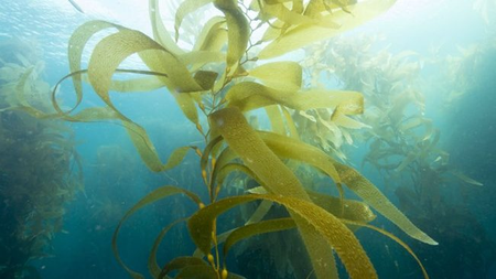 A stalk of giant kelp in blue ocean water.