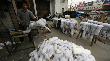 A worker arranges fox fur at a private fur workshop in Jiaxing, Zhejiang province March 11, 2013. REUTERS/William Hong