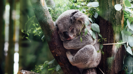 A koala dreams of helping people relax