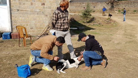 Rabies Vaccination Camp 2018 (c) Dharamsala Animal Rescue (3)