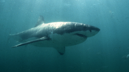A Great White Shark swims past a diving cage off Gansbaai about 200 kilometres east of Cape Town.
