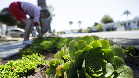 A woman works among drought-tolerant plants in her front yard Wednesday, July 9, 2014, in San Diego. Wasting water outdoors amid the state&#039;s drought will begin hitting Californians in the wallet under new restrictions being proposed by state regulators, with fines of up to $500 a day for overwatering front lawns or washing a car without a nozzle on the hose. (AP Photo/Gregory Bull