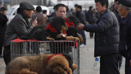 In this photo taken March 21, 2010, a buyer inspects Tibetan mastiff puppies during an annual China Tibetan Mastiff Expo on the outskirts of Beijing, China. In recent years, interest in Tibetan Mastiffs has surged in China with more rich Chinese looking for various ways to to exhibit their wealthy and investment options in addition stocks and real estate. (AP Photo/Gemunu Amarasinghe)