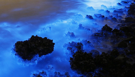 This Thursday, Jan. 22, 2015 photo made with a long exposure shows the glow from a Noctiluca scintillans algal bloom along the seashore in Hong Kong. The luminescence, also called Sea Sparkle, is triggered by farm pollution that can be devastating to marine life and local fisheries, according to University of Georgia oceanographer Samantha Joye. Noctiluca itself does not produce neurotoxins like other similar organisms do. But its role as both prey and predator tends can eventually magnify the accumulation of toxins in the food chain, according to R. Eugene Turner at Louisiana State University. (AP Photo/Kin Cheung