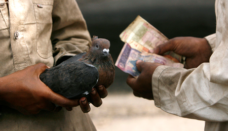 India-Pakistan-Spy-Pigeon