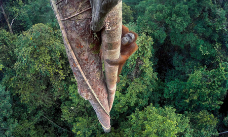 An orangutan climbs a tree in Indonesia’s Gunung Palung National Park.