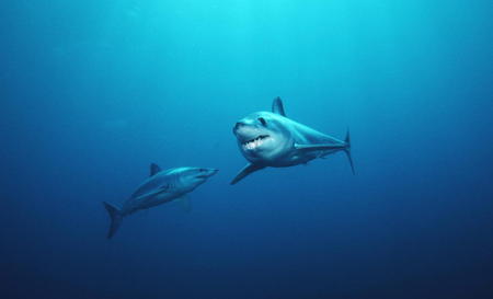 Shortfin mako sharks.