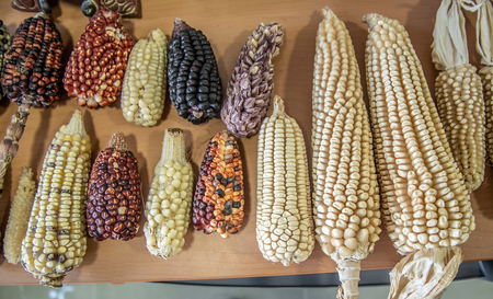 A selections of native Mexican landraces on display at CIMMYT headquarters in Texcoco, Mexico.